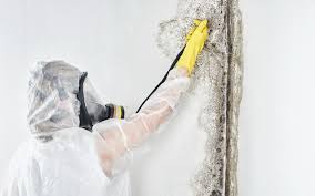 Best Post-Construction Mold Inspection  in Spartanburg, SC